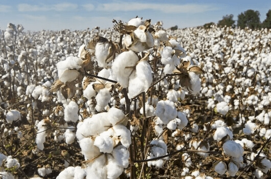 Cotton crop yield estimation