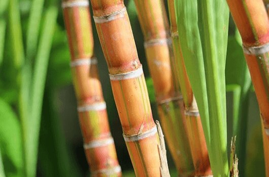 Sugarcane fresh & ratoon identification